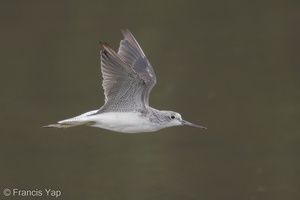 Common Greenshank-171024-105ND500-FYP_2066-W.jpg