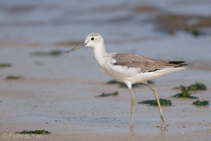 Common Greenshank-171210-106ND500-FYP_3287-W.jpg