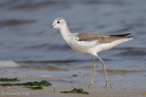 Common Greenshank-171210-106ND500-FYP_3365-W.jpg