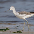 Common_Greenshank-171210-106ND500-FYP_3365-W.jpg