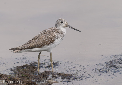 Common Greenshank