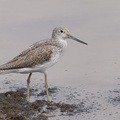 Common_Greenshank-200321-113MSDCF-FYP03514-W.jpg