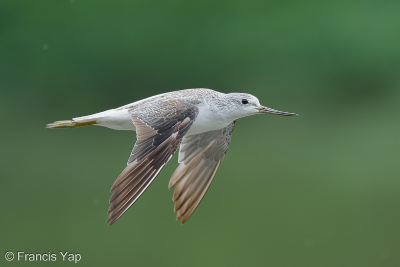 Common_Greenshank-250901-121FRYAP-FYA06056-W.jpg