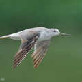 Common_Greenshank-250901-121FRYAP-FYA06056-W.jpg