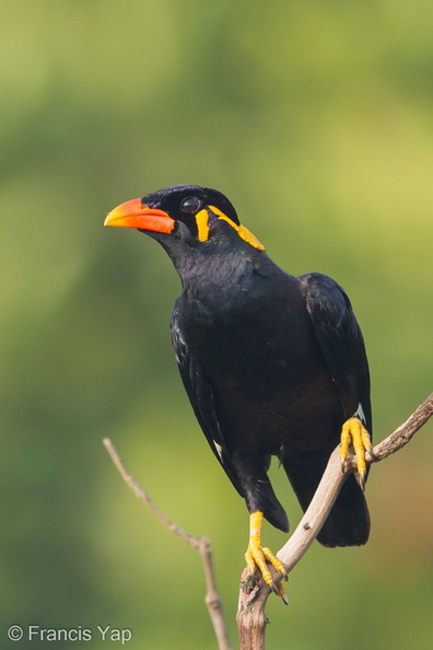 Common_Hill_Myna-120330-110EOS1D-FYAP2351-W.jpg