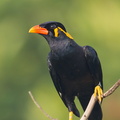 Common_Hill_Myna-120330-110EOS1D-FYAP2351-W.jpg