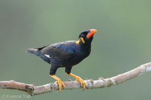 Common Hill Myna-260821-203FRYAP-FYA06351-W.jpg