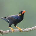 Common_Hill_Myna-260821-203FRYAP-FYA06351-W.jpg