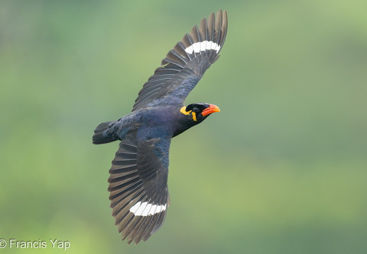 Common Hill Myna