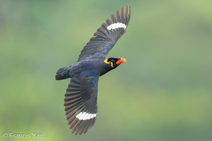 Common Hill Myna-260821-203FRYAP-FYA06958-W.jpg