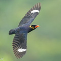 Common_Hill_Myna-260821-203FRYAP-FYA06958-W.jpg