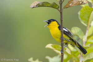 Common Iora-110327-101EOS1D-FYAP4293-W.jpg