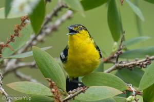 Common Iora-260602-196FRYAP-FYA02755-W.jpg