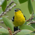 Common_Iora-260602-196FRYAP-FYA02755-W.jpg