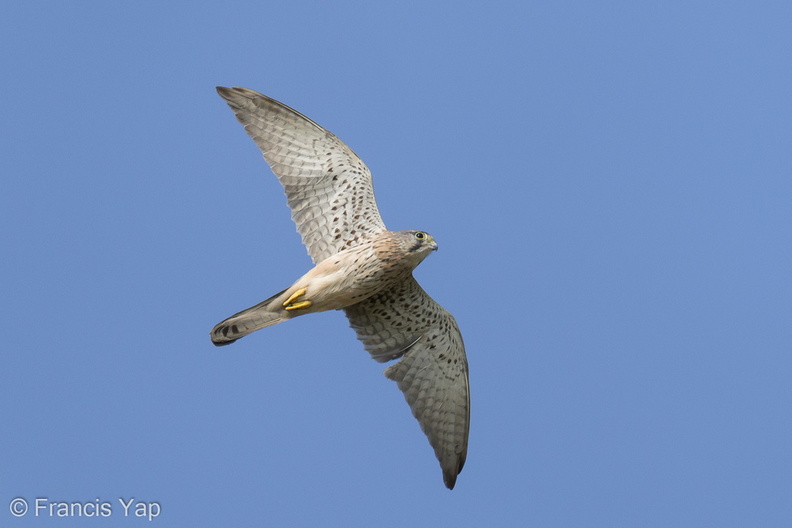 Common_Kestrel-220116-136MSDCF-FRY03162-W.jpg