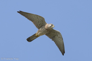 Common Kestrel-220116-136MSDCF-FRY03530-W.jpg