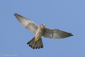 Common Kestrel-220116-136MSDCF-FRY04121-W.jpg