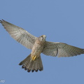 Common_Kestrel-220116-136MSDCF-FRY04121-W.jpg
