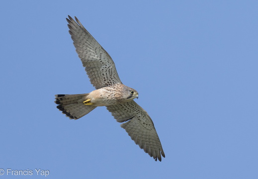 Common Kestrel