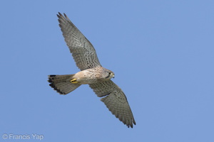 Common Kestrel-220116-136MSDCF-FRY04234-W.jpg