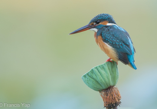 Common Kingfisher