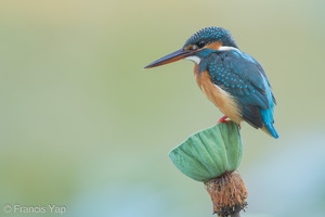 Common Kingfisher-160218-123EOS1D-FY1X5545-W.jpg