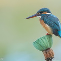 Common_Kingfisher-160218-123EOS1D-FY1X5545-W.jpg