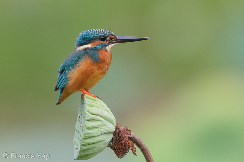 Common_Kingfisher-171219-106ND500-FYP_6643-W.jpg