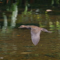 Common_Moorhen-101119-104EOS7D-IMG_2653-W.jpg