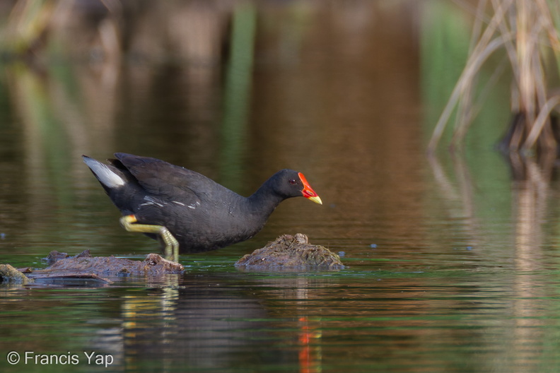 Common_Moorhen-111029-108EOS7D-IMG_9101-W.jpg