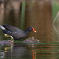 Common_Moorhen-111029-108EOS7D-IMG_9101-W.jpg
