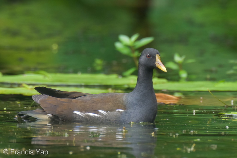 Common_Moorhen-230212-166MSDCF-FYP07256-W.jpg