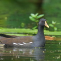 Common_Moorhen-230212-166MSDCF-FYP07256-W.jpg