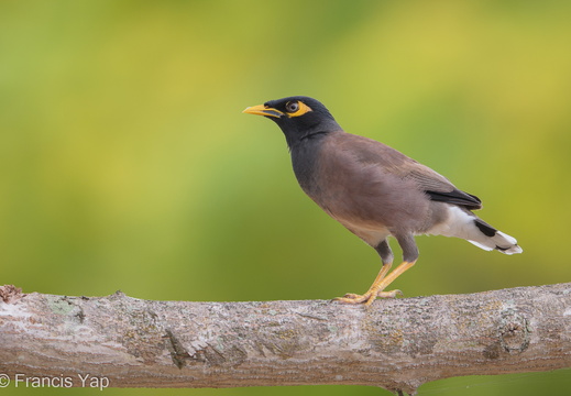 Common Myna