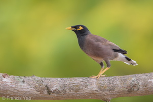 Common Myna-190811-119ND500-FYP_5769-W.jpg