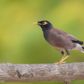 Common_Myna-190811-119ND500-FYP_5769-W.jpg