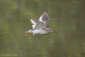 Common Redshank-171024-105ND500-FYP_2021-W.jpg