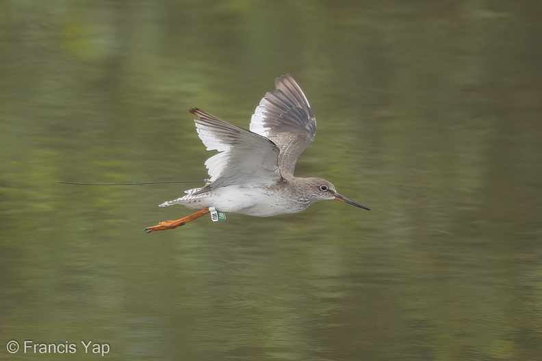 Common_Redshank-171024-105ND500-FYP_2021-W.jpg