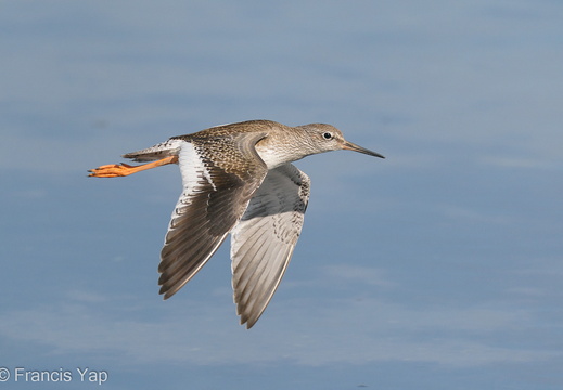 Common Redshank