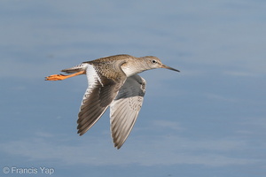 Common Redshank-200830-117MSDCF-FYP00486-W.jpg