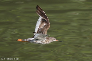 Common Redshank-200903-117MSDCF-FYP01261-W.jpg