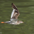 Common_Redshank-200903-117MSDCF-FYP01261-W.jpg