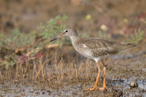 Common Redshank-220917-154MSDCF-FYP05807-W.jpg