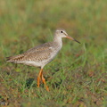 Common_Redshank-250819-119FRYAP-FYA06641-W.jpg