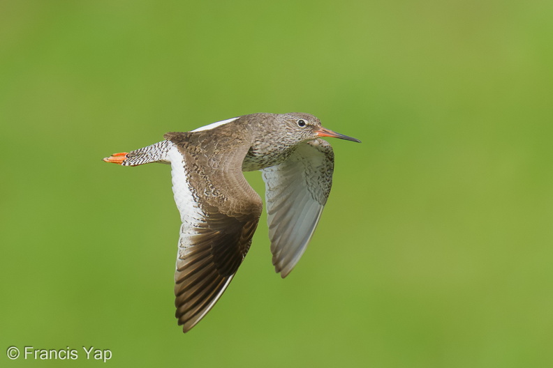 Common_Redshank-250819-119FRYAP-FYA07474-W.jpg