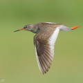Common_Redshank-250819-119FRYAP-FYA07644-W.jpg