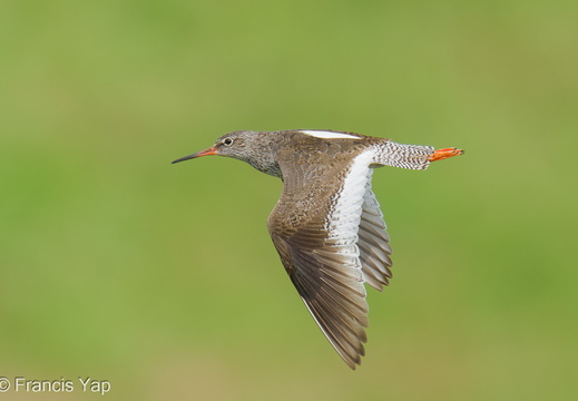 Singapore / Birds / Common Redshank - display this album Common Redshank
