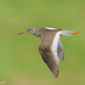Common_Redshank-250819-119FRYAP-FYA07694-W.jpg