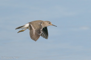 Common Sandpiper-200830-117MSDCF-FYP00631-W.jpg