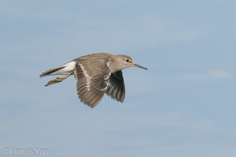 Common_Sandpiper-200830-117MSDCF-FYP00631-W.jpg